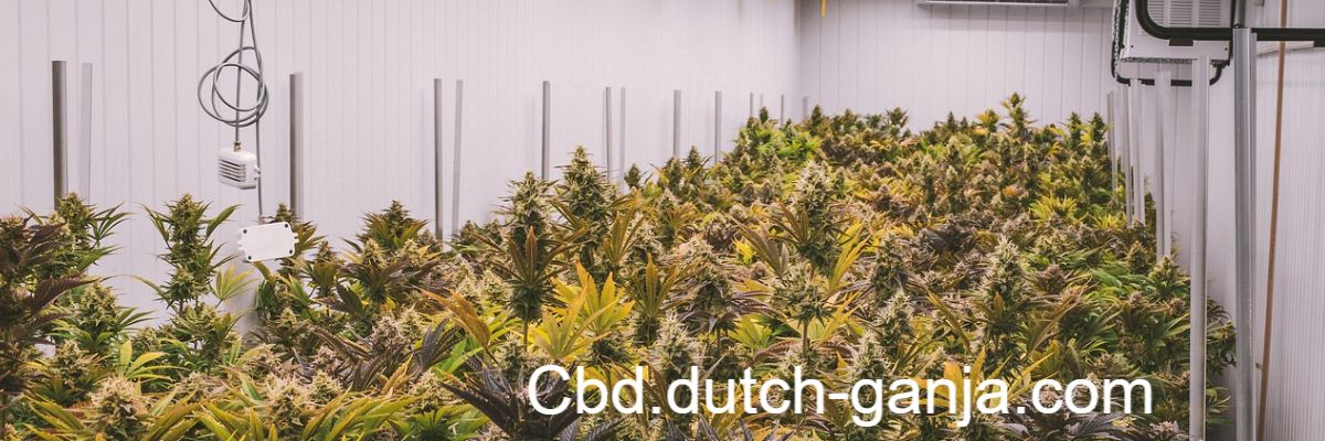 cbd.dutch-ganja.com